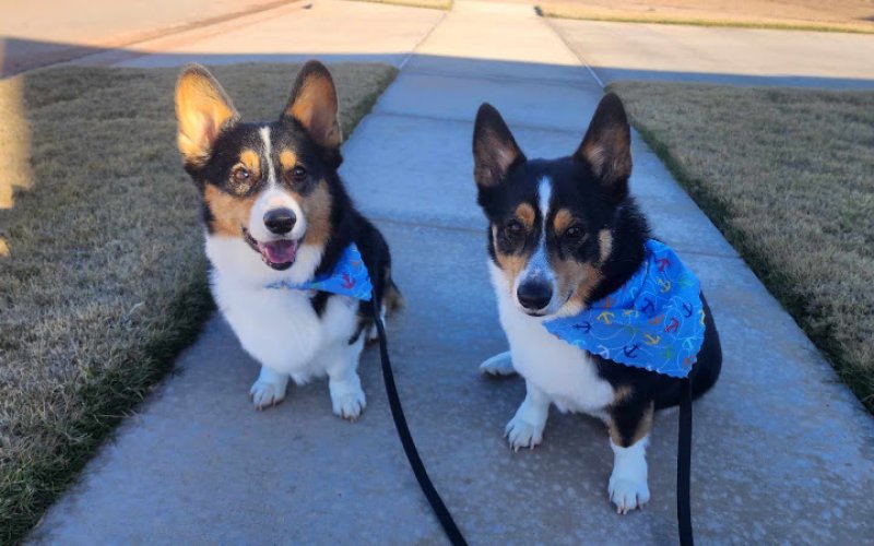 Abilene Pet Regency — Pet groomer in Abilene