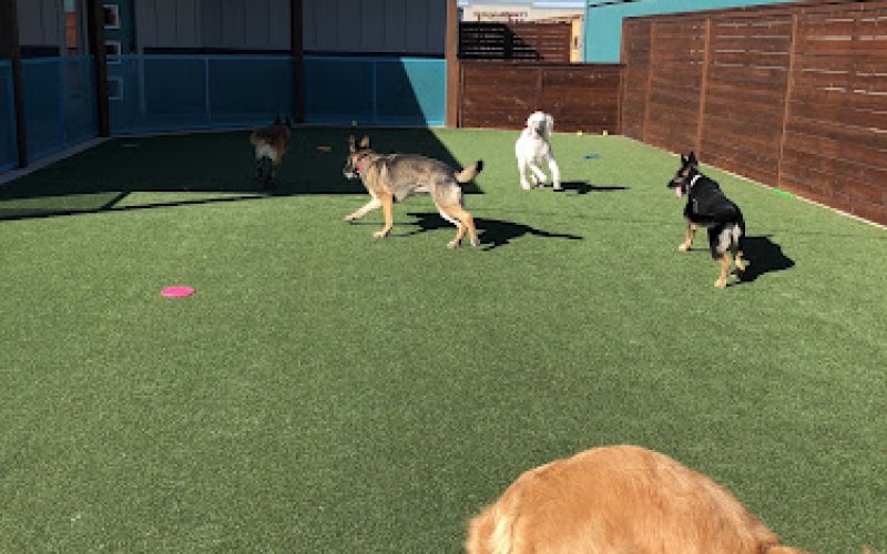 Frontier Veterinary Clinic & Pet Resort