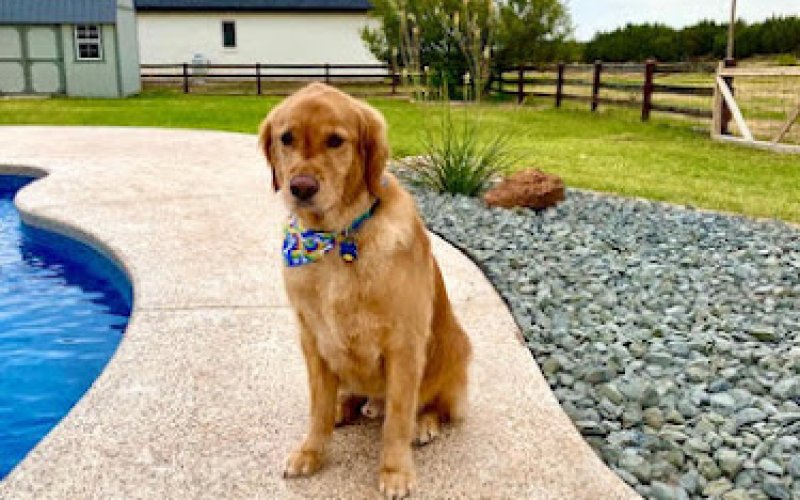 Suite Life Pet Resort & Spa — Pet boarding service in Abilene