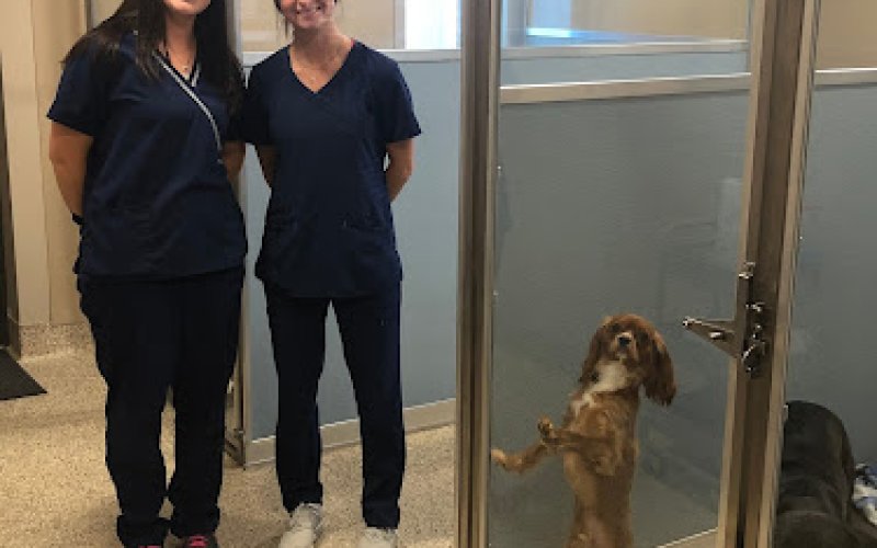 Veterinary Wellness Center of Green and The Cat Clinic