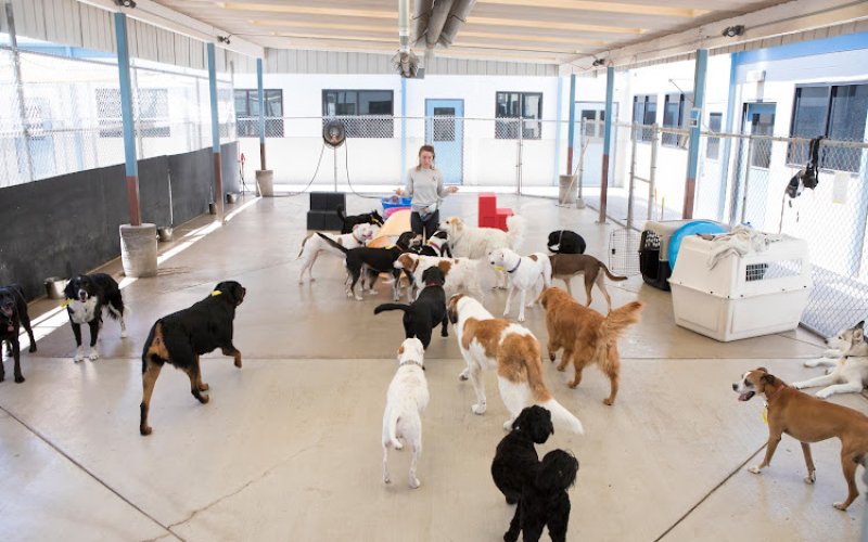 Canine Country Club - Westside