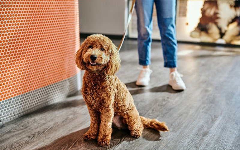 Dogtopia of Albuquerque West