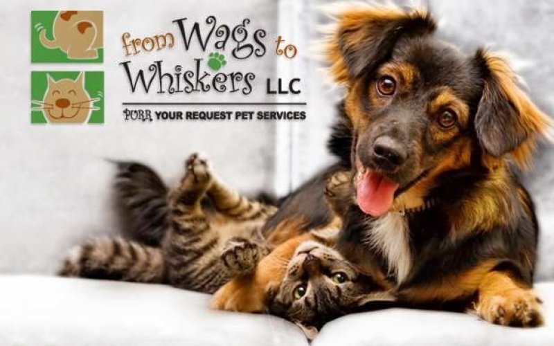 From Wags To Whiskers-Best Pet Sitter/Dog Walker in Abq
