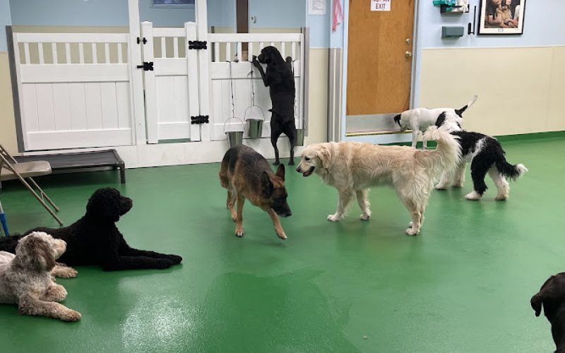 Maple Hills Veterinary Hospital