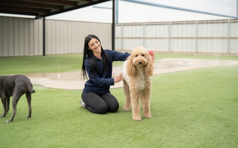 Amarillo Fetch