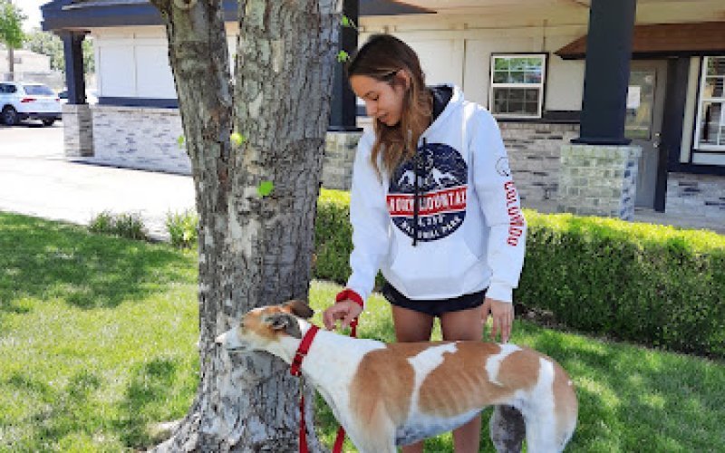 Animal Medical Center — Veterinarian in Amarillo