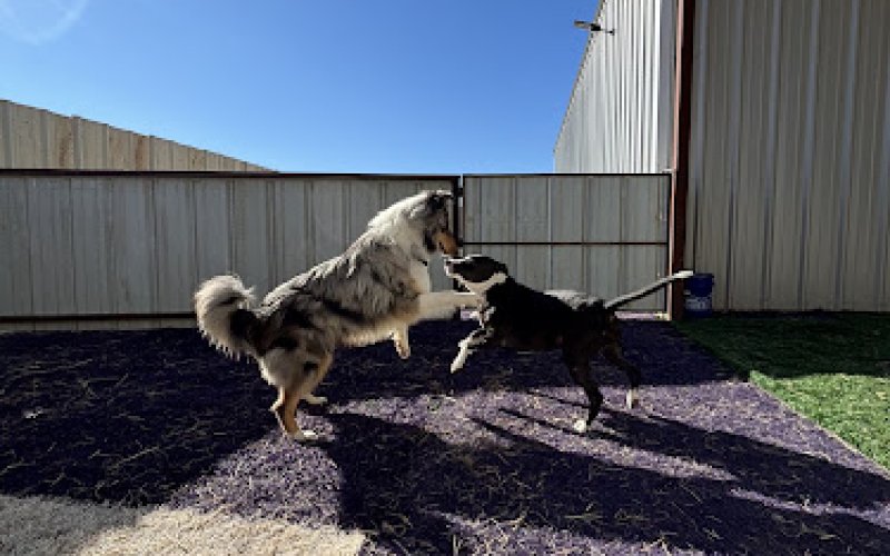 Paws Inn Amarillo