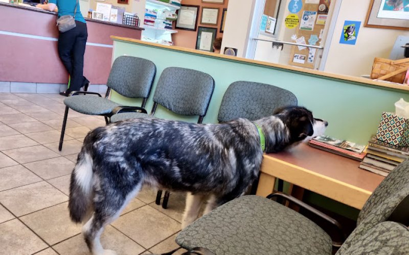 College Village Animal Clinic