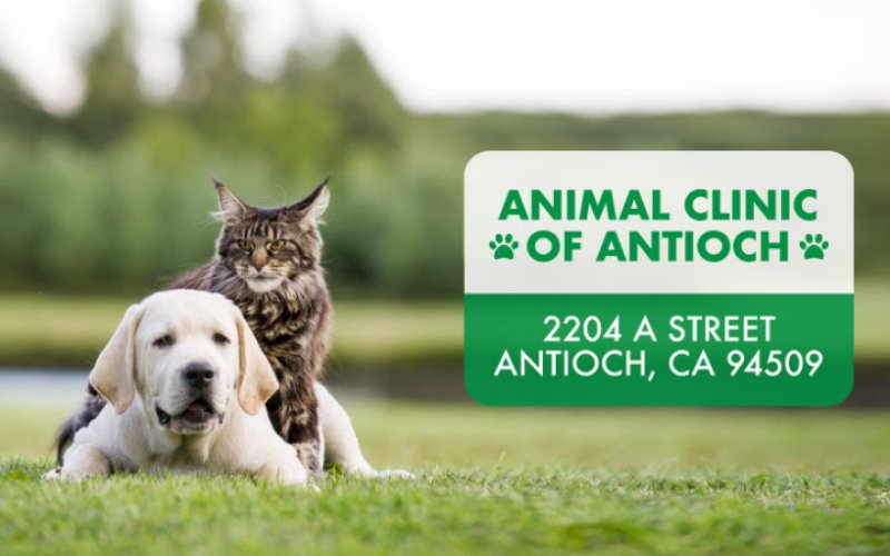 Animal Clinic of Antioch — Veterinary care in Antioch