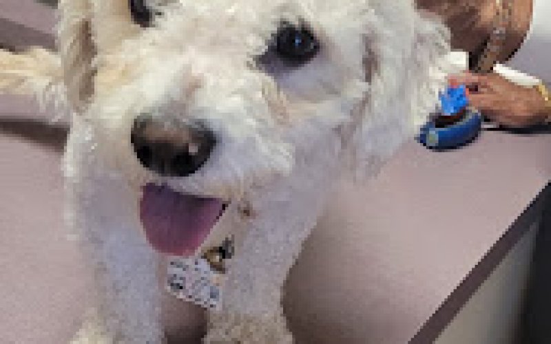 Ark Pet Hospital — Veterinarian in Antioch