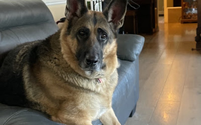 East Hills Veterinary Hospital — Veterinarian in Antioch