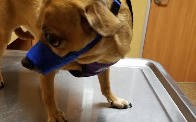 VCA Antioch Animal Hospital - Deer Valley — Veterinarian in Antioch
