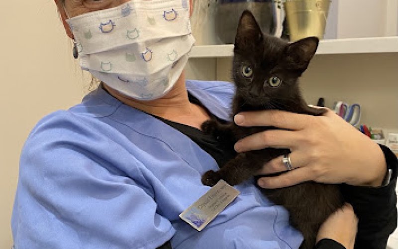 Cat Clinic of Asheville