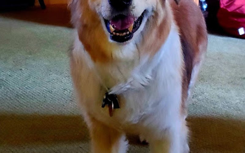 Haw Creek Pet Care Grooming, Boarding kennel and Doggy Daycare