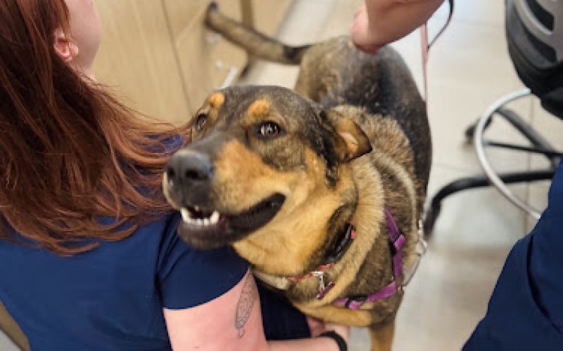 Partners Animal Hospital Asheville