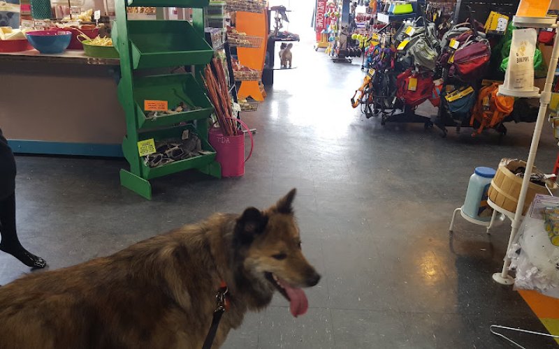 Patton Avenue Pet Company- Downtown