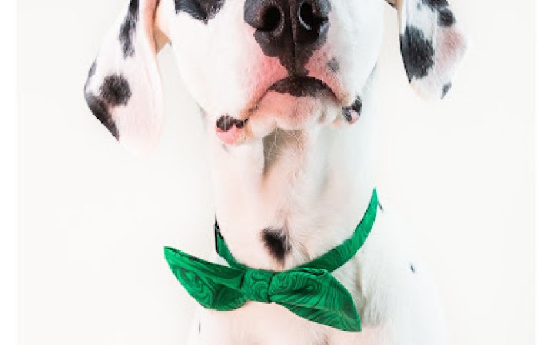 Good Hands Veterinary Hospital
