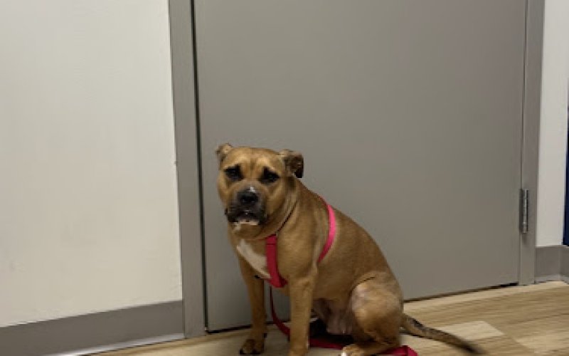 Oak Grove Animal Clinic