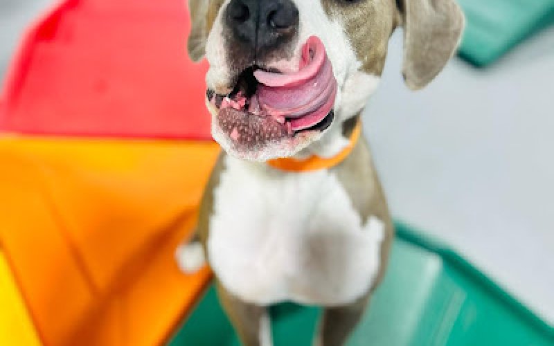 Puppy Haven - Buckhead