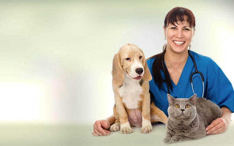 Animal Care Center of Aurora — Veterinarian in Aurora