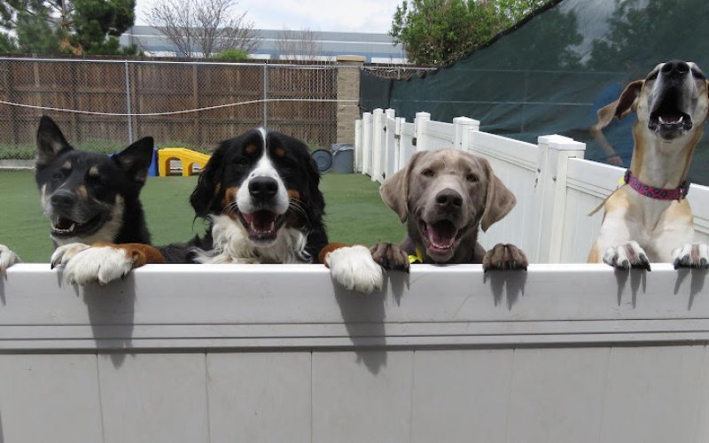 Club Pet Resorts DIA — Kennel in Aurora