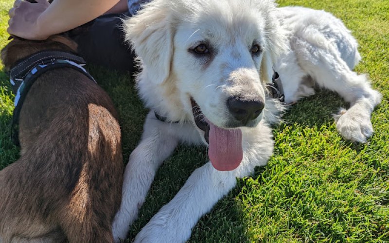 Harmony Pet — Pet sitter in Aurora