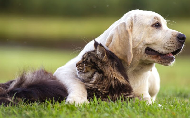 Pets R Us Aurora — Veterinarian in Aurora