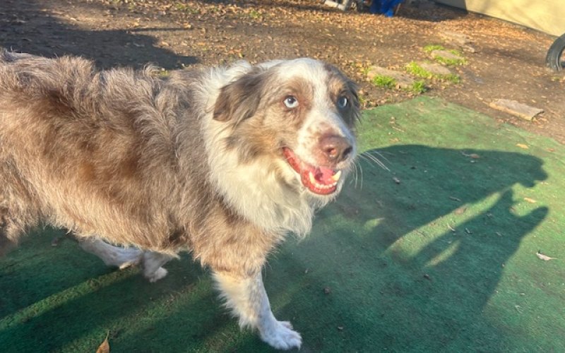 Austins Pet Escape (Local Favorite)