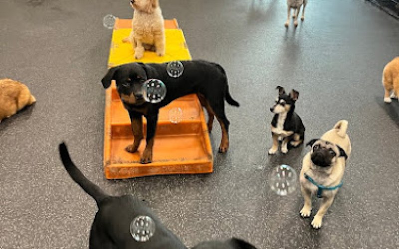 Dogtopia of South Austin