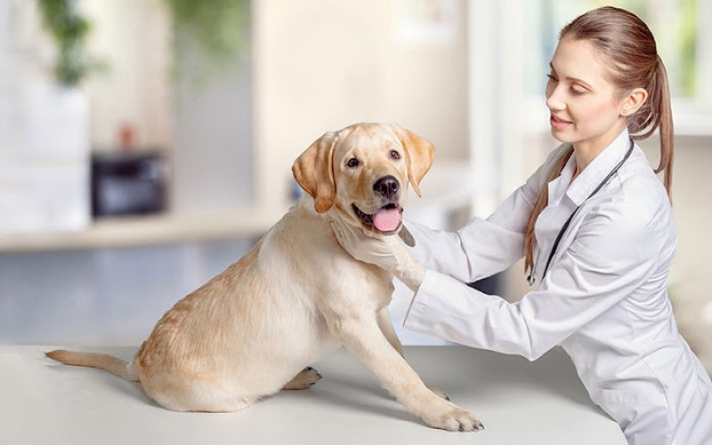 4 paws pet hospital