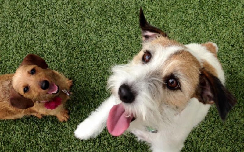 Fur and Feathers Luxury Pet Resort