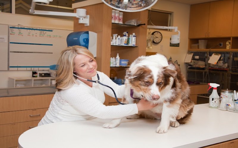 VCA Bakersfield Animal Hospital