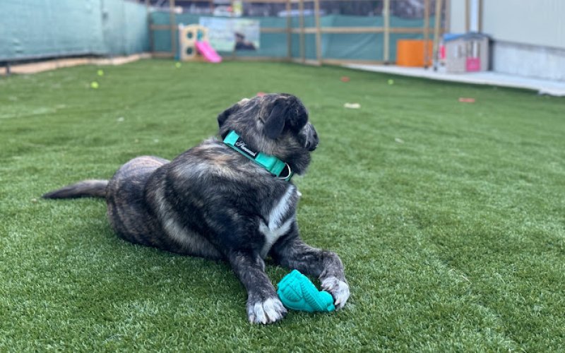 Parkwood Pet Resort West