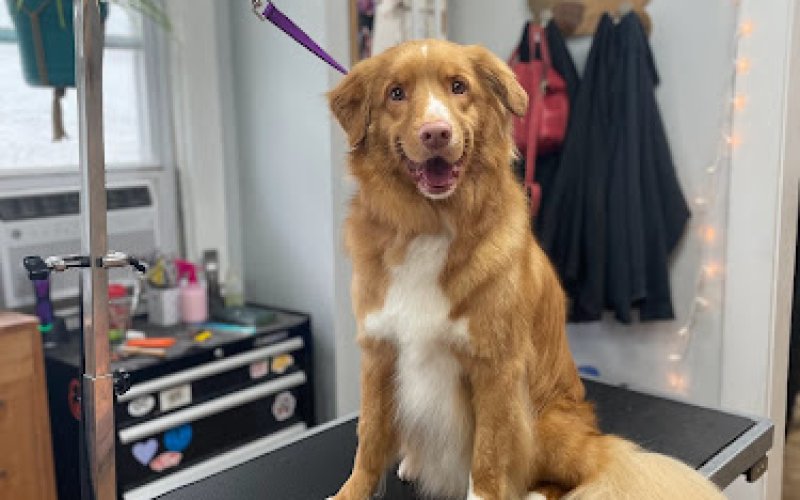 Pet Care Extraordinaire