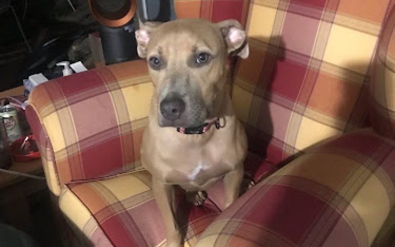 Animal Ark Pet Clinic-Drusilla