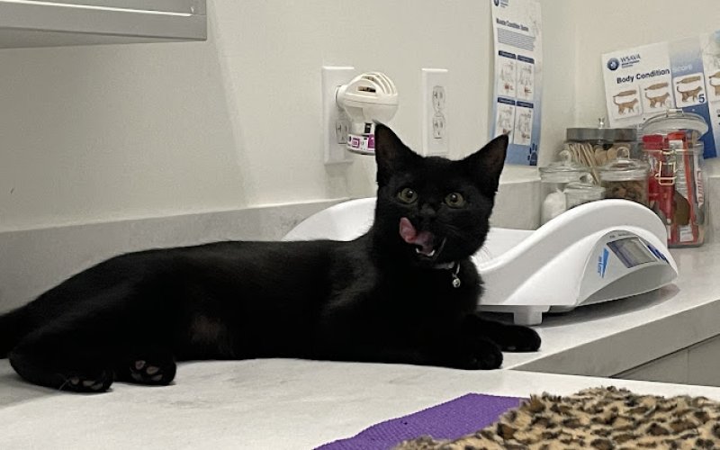 Cat Care Center