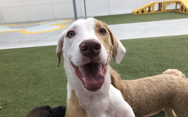 PetSuites Baton Rouge
