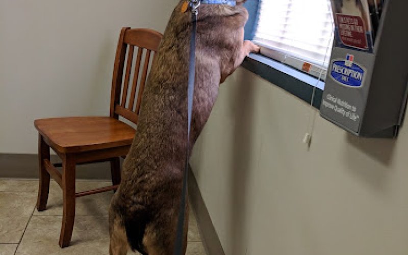 All Paws Veterinary Clinic