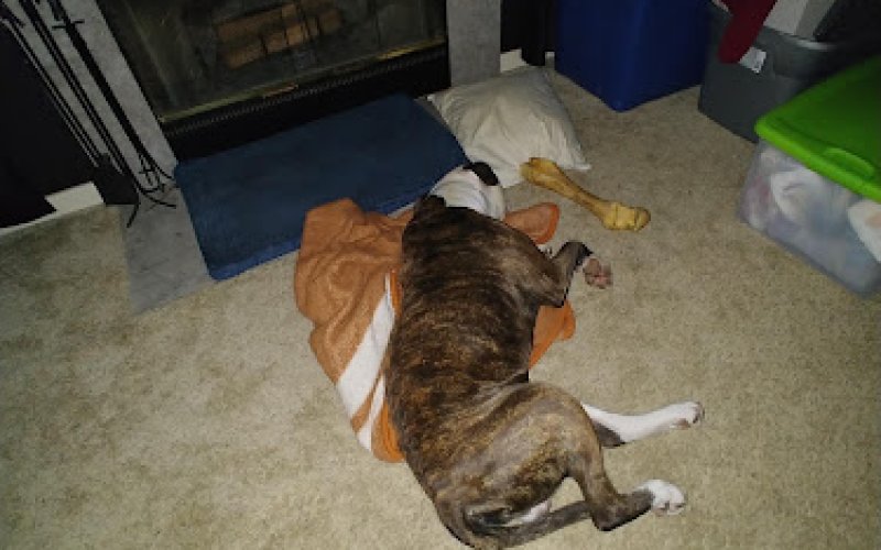 Beaumont West Animal Care