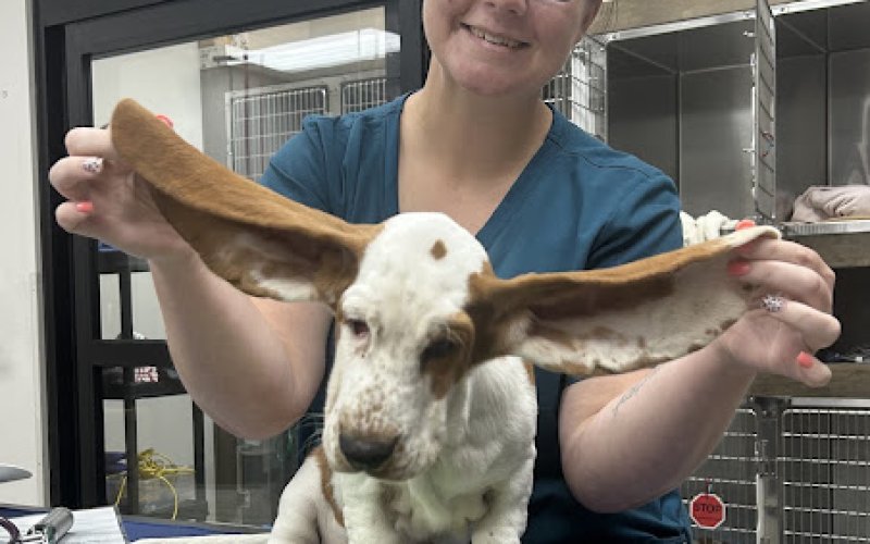 Delaware Animal Clinic