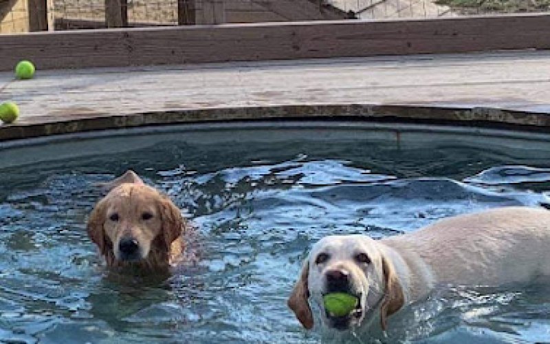 Elite Pet Resort