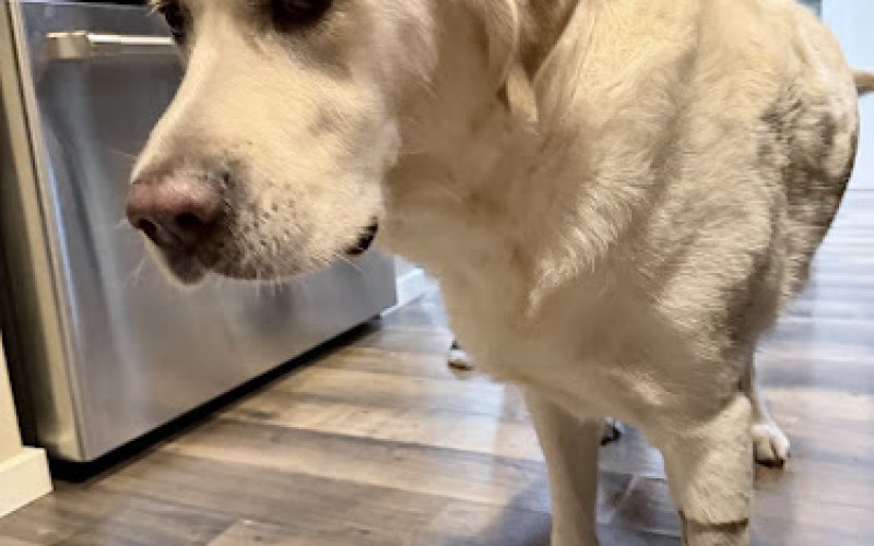 Bellevue Veterinary Emergency & Specialty