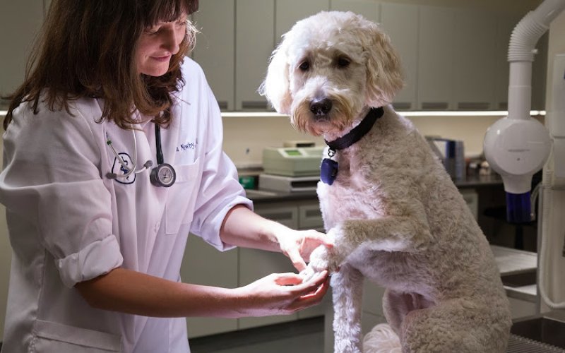 Loyal Family Veterinary Hospital