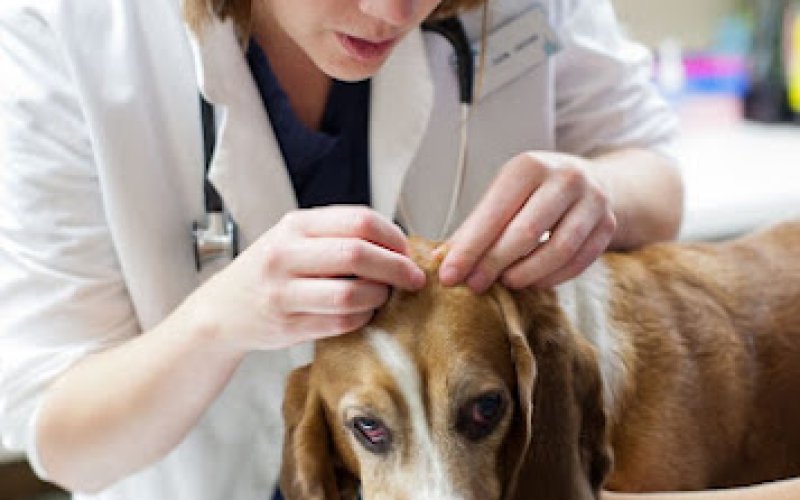 VCA Bellevue Veterinary Hospital