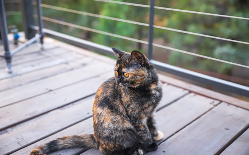 Ark Animal Clinic — Veterinarian in Bend