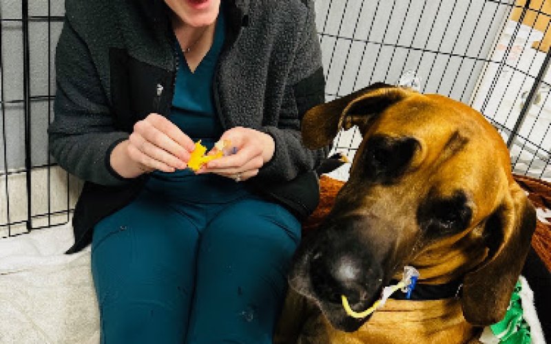 Bend Animal Emergency and Specialty Center