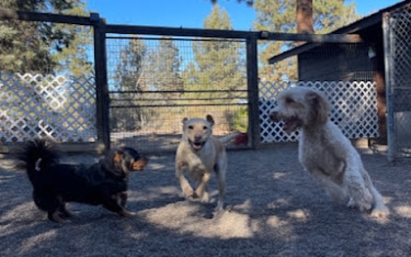 Bend Pet Resort LLC — Pet boarding service in Bend