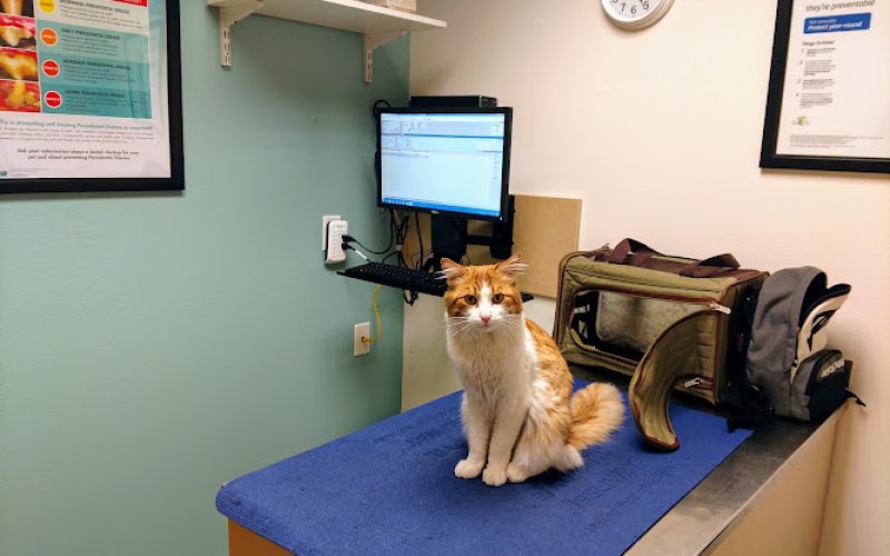 Bend Veterinary Clinic North — Veterinarian in Bend