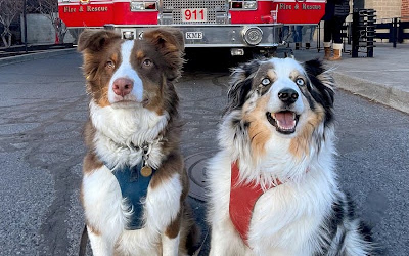Bend Veterinary Clinic — Veterinary care in Bend