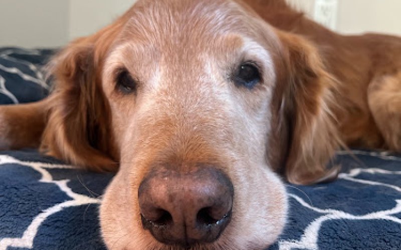 Mobile Cat & Dog Vet — Veterinarian in Bend